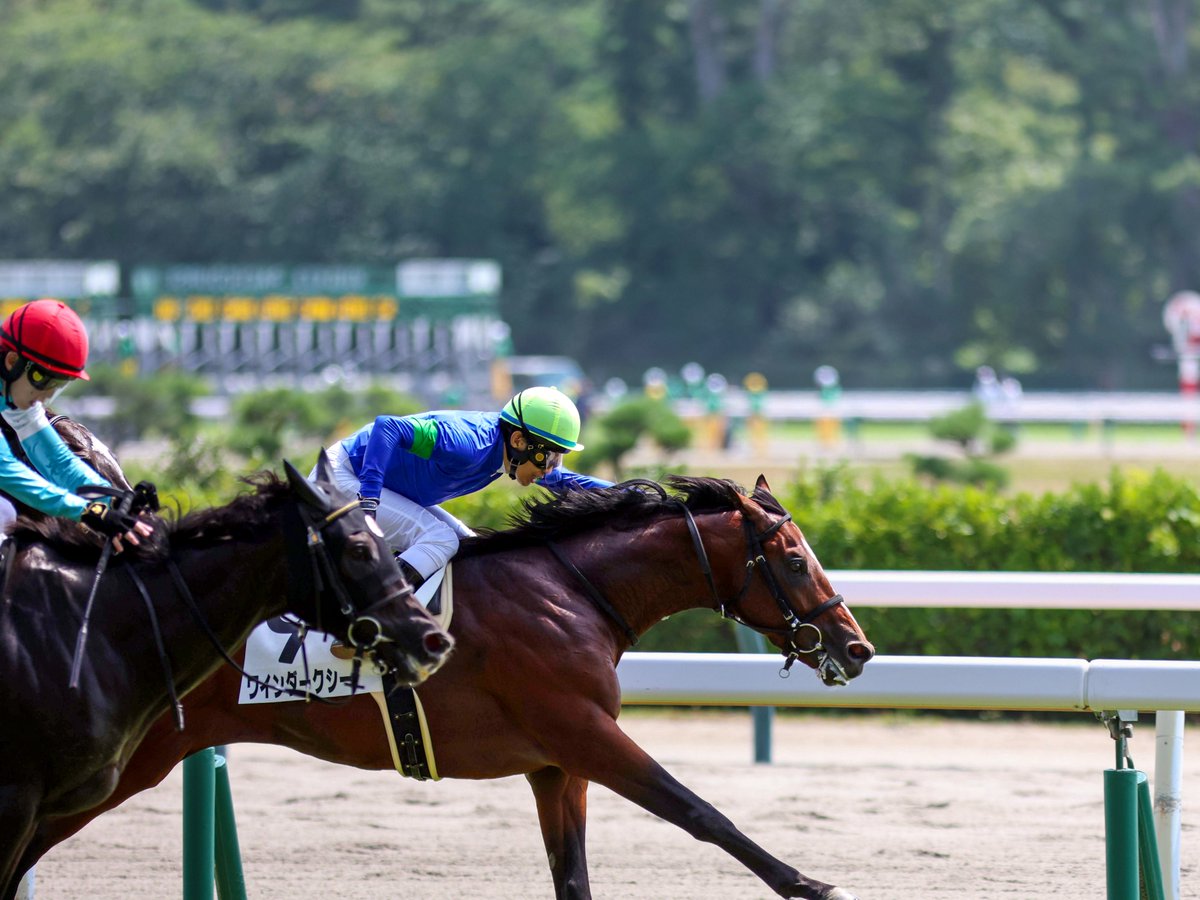 torinosu_noot's tweet photo. 2026.08.22
新潟5R 3歳未勝利
ワインダークシー×田辺裕信騎手

ほんっっっとうに惜しかった。
次こそ1着を…！
もっと走るところを見たいんだ。
暑い中よく頑張りました。ナイスラン！

#ワインダークシー
#中館英二
#田辺裕信
#hirootc https://t.co/bETi9JDmeO