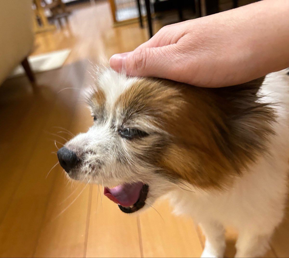 2009Choko's tweet photo. 🐶「暑いんだよ〜！」
👤「🌾くしゃみが止まらないんだよ〜！」

🌙今日も一日お疲れ様でした⭐️
🛌おやすみなさいぬん🐾 https://t.co/5yFQToksCZ