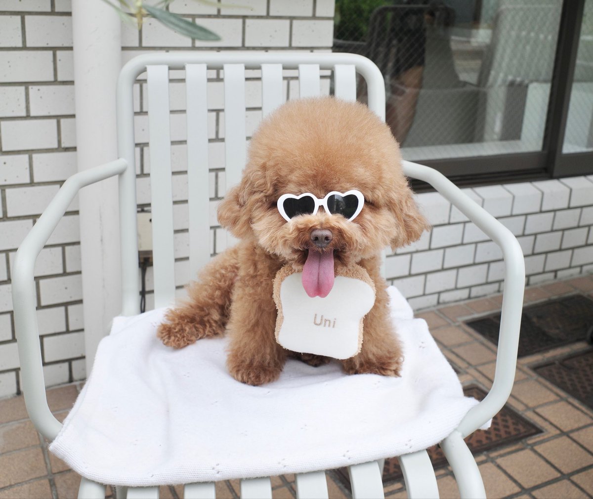 uni_toypoodle's tweet photo. Black Mamba https://t.co/xdZgBtLbCO