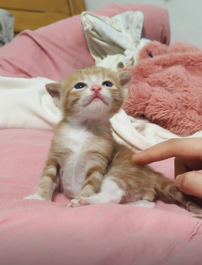 icelatte3333's tweet photo. 나아직본무대안해쏘 고양이 https://t.co/y3l3qYi4BB