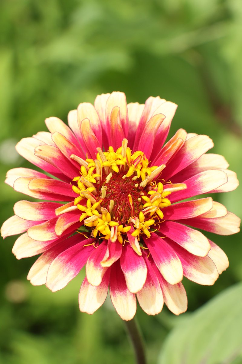 gontanokoneroku's tweet photo. “The purpose of life is to live it, to taste experience to the utmost, to reach out eagerly and without fear for newer and richer experience.”― Eleanor Roosevelt

Good morning,friends. Did you sleep well? 😇                                                                                                                                                           

Tue 7:00AM 🇯🇵
#Zinnia🌸