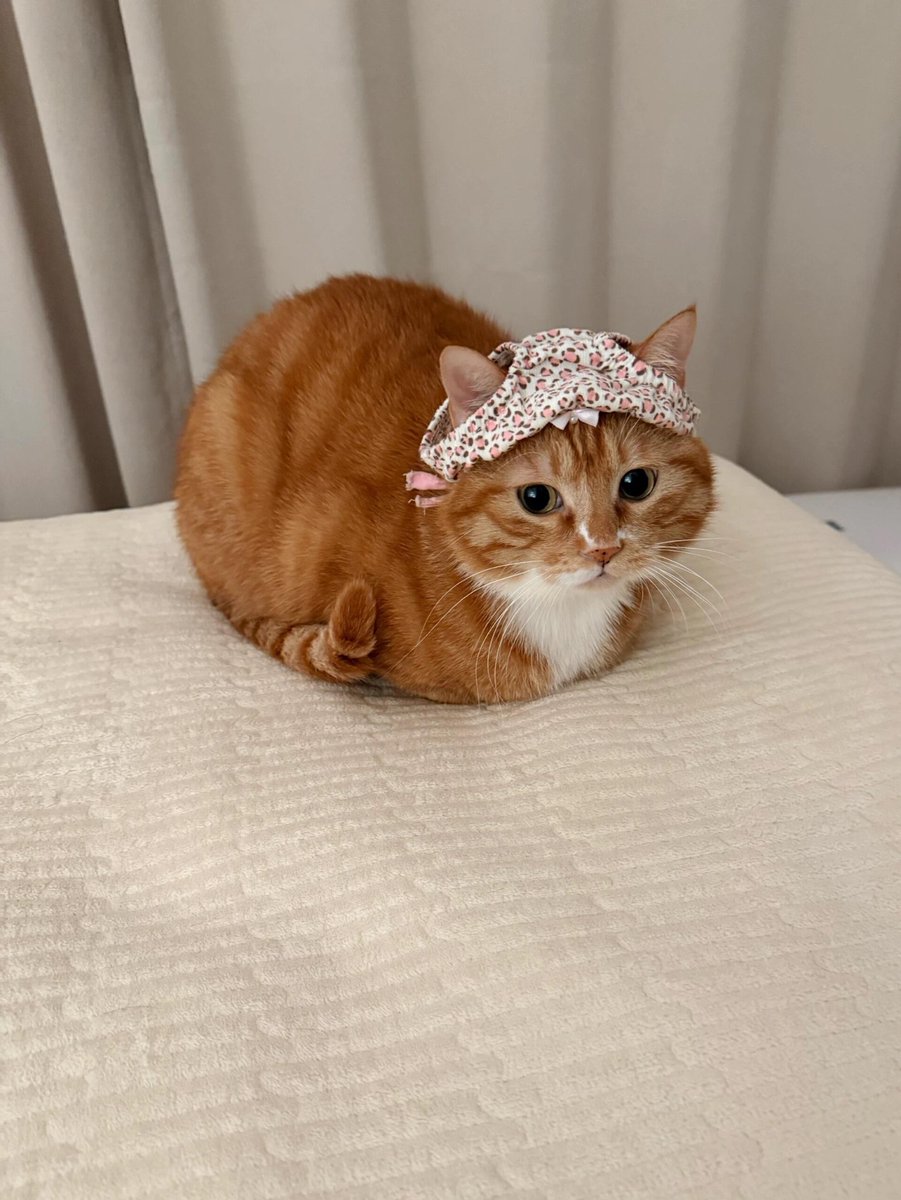 nocontextscats's tweet photo. 😭😭😭 https://t.co/JdQmnty88y