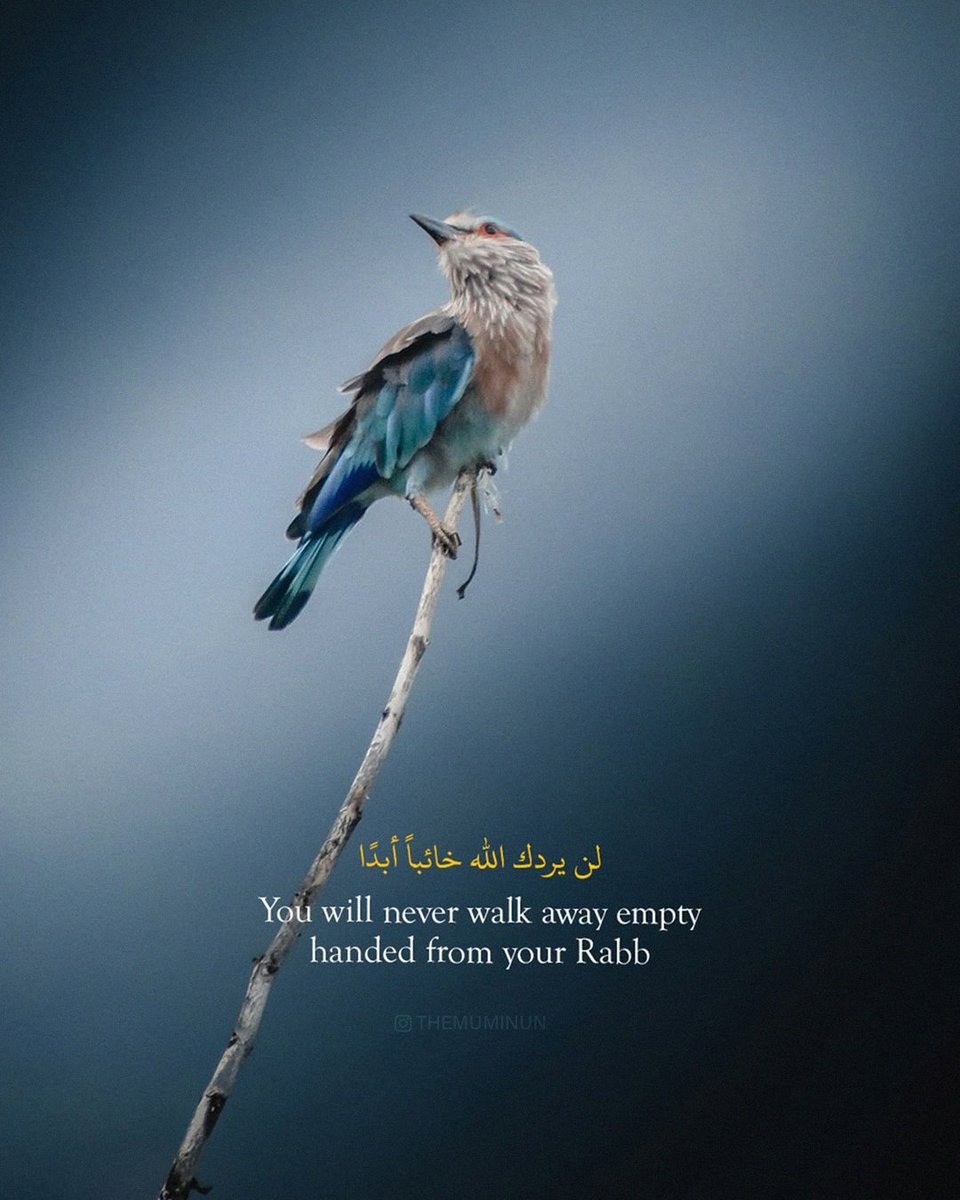 theMuminun's tweet photo. Sometimes the branch feels fragile, the sky feels uncertain, and the road ahead is hidden—but trust in Allah never leaves the heart empty. 🤍

#TrustAllah #Tawakkul #Sabr #Dua #IslamicReminder https://t.co/Haz7OjljwS