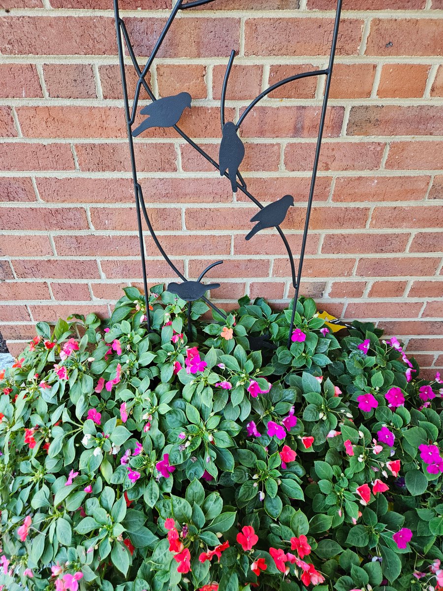 ElKomnrs's tweet photo. @DailyPicTheme2 #DailyPictureTheme #MySummer: Pretty much I've been a homebody, and I spent a lot of our heated-up summer watering thru our drought. Garden is quieting down, but our impatiens got enough nurturing and are late-summer thriving. https://t.co/ffSNGvItIR