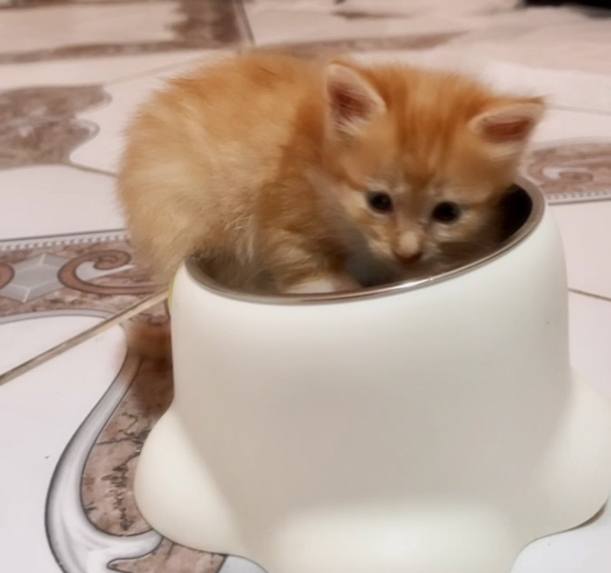 di_abrigo_davi's tweet photo. Hoje, eu venho aqui implorar que nos ajudem a conseguir as telas, precisamos de 1.200,00
Ontem tivemos que tirar às pressas os cachorrinhos do antigo abrigo e está sendo extremamente difícil porque não temos canis. Temos que conseguir essas telas ainda hoje. Também temos que conseguir ração, areia higiênica, sachês…

Pix do abrigo 
CPF: 142.404.268-20 ou 
abrigodavichuvisco@gmail.com 
( Adervan dos Reis)

Contato  da loja AgroVet (75)  99906-5416