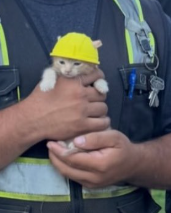 BRC20niubee's tweet photo. 爆火全网的施工猫 $Sue 不就是币安猫吗🐱

SUE —— Komatsu（小松）的简称。
她甚至还有一顶属于自己的黄色安全帽 
一只住在建筑工地、以SUE 命名、还戴着BNB黄色安全帽的猫。
这简直就是为BNB量身定做的cat meme🐱

0x2ab8a4dd2191989ac2898006df350b236d2b7777 https://t.co/SA43qdNt02