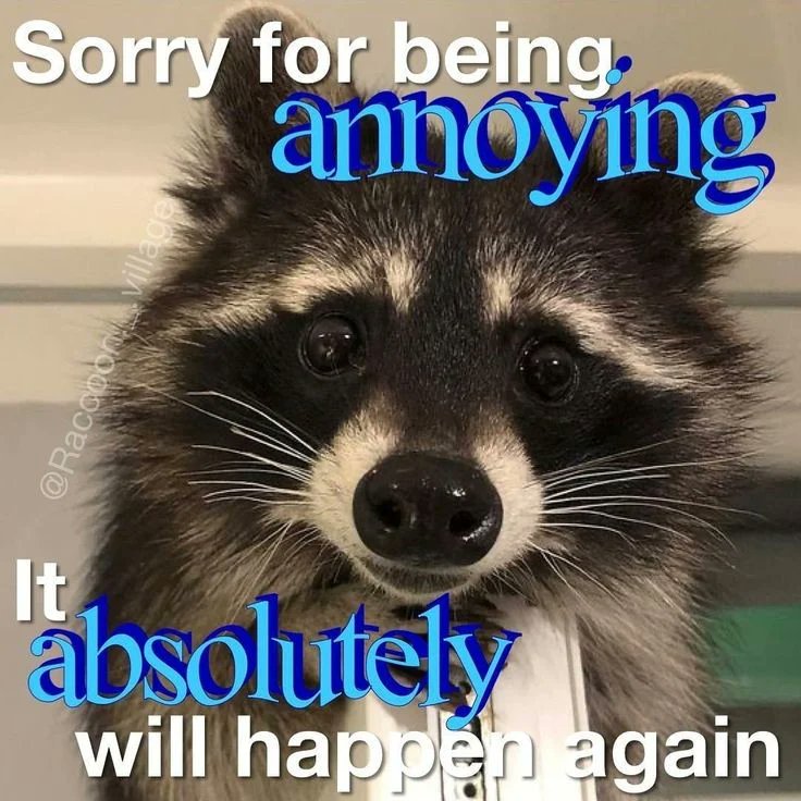 Raccoon_And_Me_'s tweet photo. Zero Regrets Here 😏 https://t.co/qHhiDr9eoS