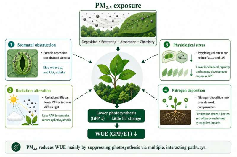 2026Adv12990's tweet photo. Fine-particle pollution may undermine plants' ability to absorb carbon and conserve water read more: https://t.co/Qt7tdEnza0
To Know More Information About Adv. PSPB 2027 Visit Our Website: https://t.co/GhkmIHgomg #plantaddict #trees #plantlove #agriculture https://t.co/5Shg5dc2oZ