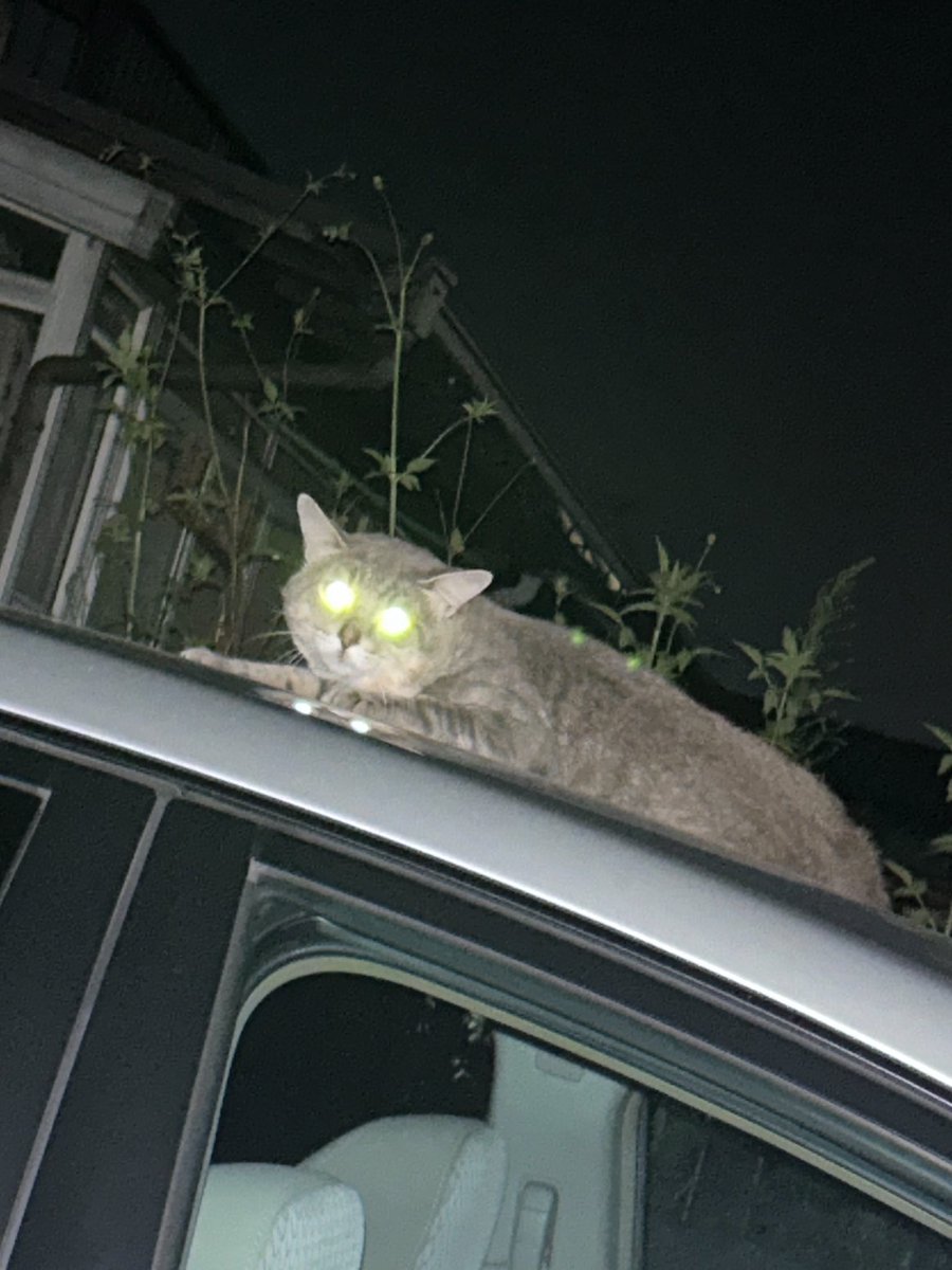 dorikin_'s tweet photo. 我が家の玄関前のスペースとか庭にここ最近いる猫様、ついに我が車の上に陣取って��� https://t.co/oVccAfRhR5