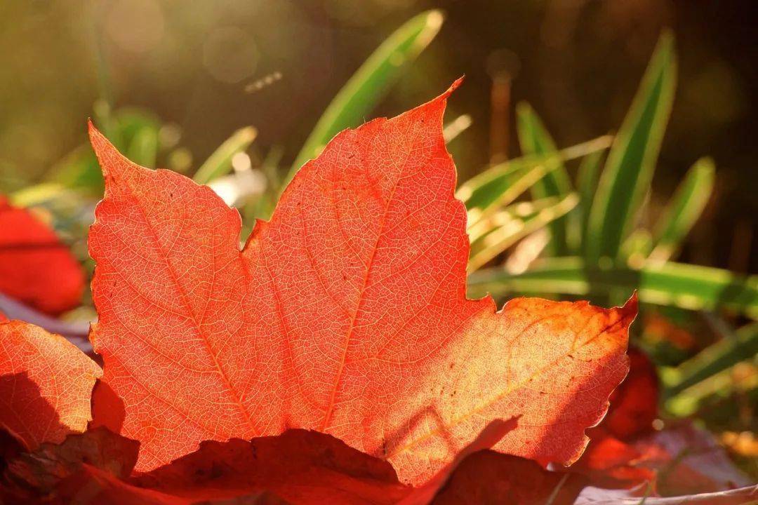 Brunobaldasso1's tweet photo. Just watched the first golden maple leaf drift down today – autumn is officially here and the air smells like sweet chestnuts.， https://t.co/0UsItmSALq