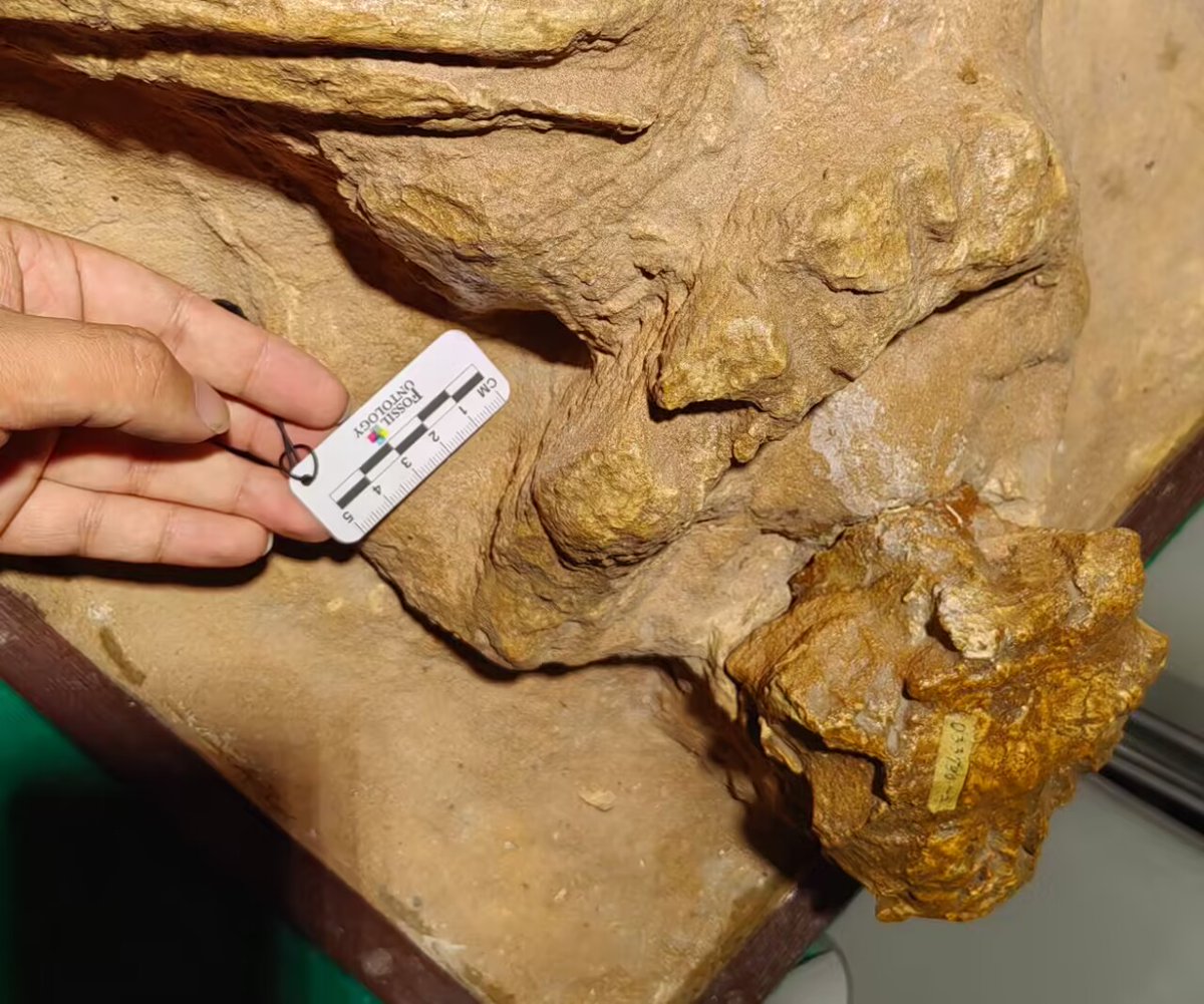 aucasaur1's tweet photo. The morphology of the cervical half-ring may vary significantly among different individuals of Ankylosaurs, and 16855 serves as an intriguing example
#ankylosaur #dinosaur #fossil https://t.co/5tzBUfVl5b