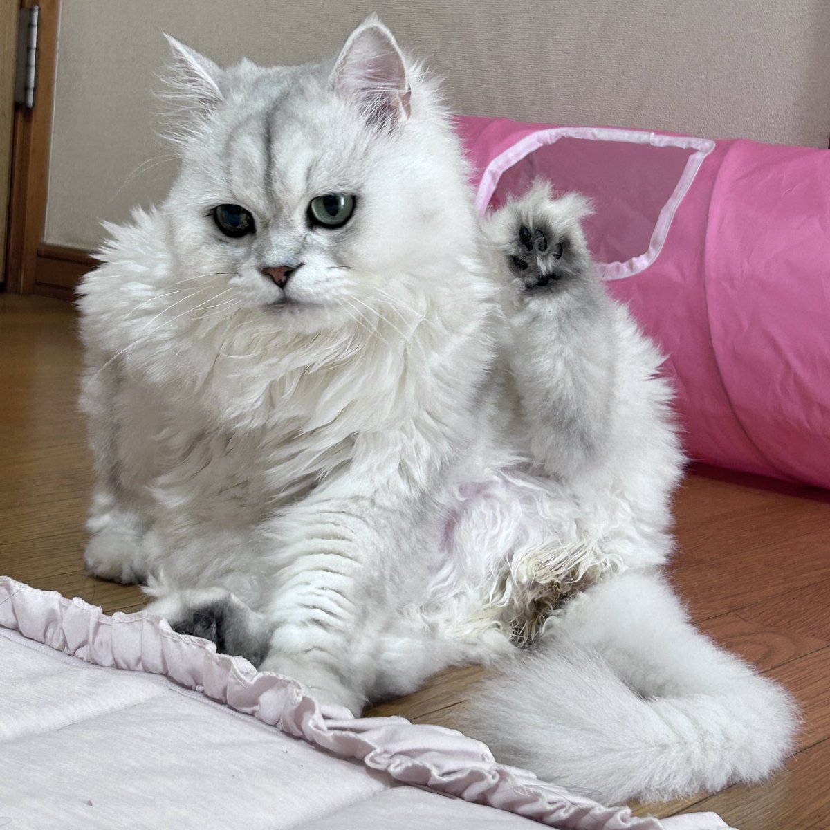 ma15ichigo's tweet photo. キレが悪く毎日お尻におまけがついてる😱
すごく嫌がるから、塊を取るだけしかできなくてお尻の下の毛がどんどん茶色に
シロンはよくグルーミングしてるけど、お尻まで届かない？😱わざとしない？
お腹の調子も良くなってきたしお尻をシャンプーせねば‼️

#猫のいる暮らし
#ペルシャ
#チンチラシルバー https://t.co/IvdFlGxriv