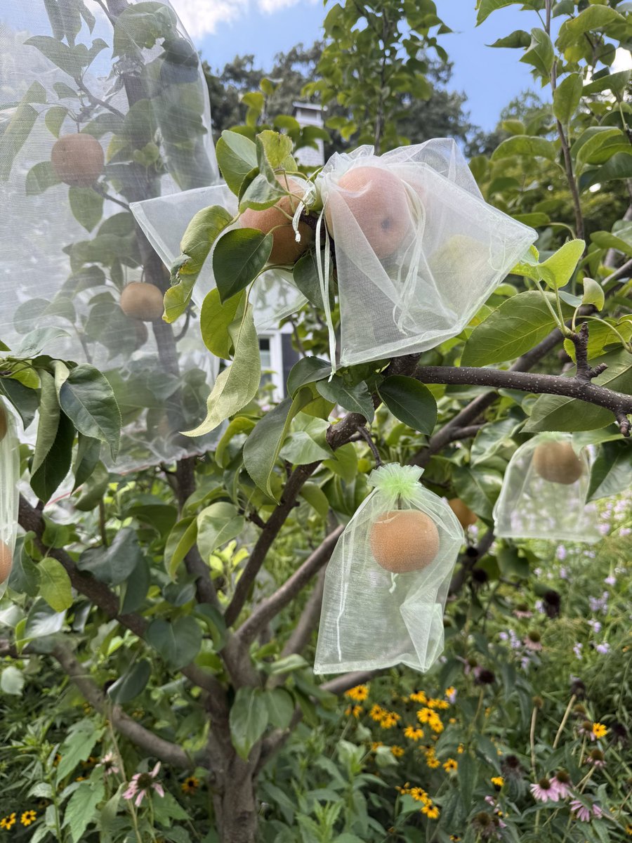 WDCGardener's tweet photo. Garden Tip of the Day: You may find yourself competing with the birds and squirrels for the delicious fruit on your trees. You can place tulle bags or netting over the fruit to prevent wildlife from getting them before you do. #gardendc
#gardentips #gardenhack #gardeningtipsforbeginners #gardeningtips #gardentipoftheday