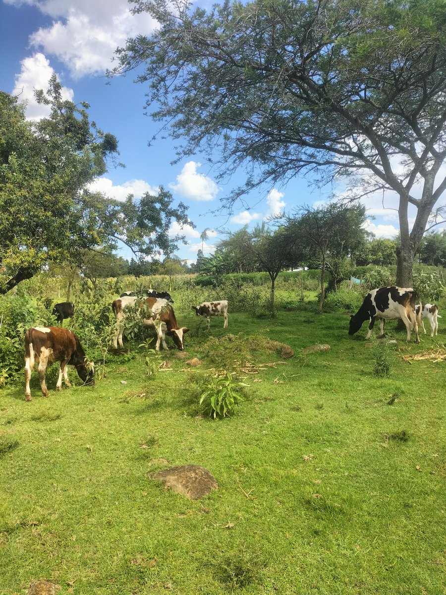 kiprutoken2's tweet photo. A typical kalenjin homestead. https://t.co/PJ3rJvu2Z7