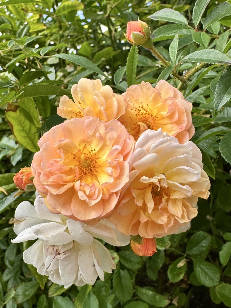 spinnersdance's tweet photo. #mysummer @DailyPicTheme2 😊
#davidaustenroses 🌹 Ghislaine de Feligonde .. pretty to look at and an amazing scent 👃🏼 https://t.co/a2XJMbax2V
