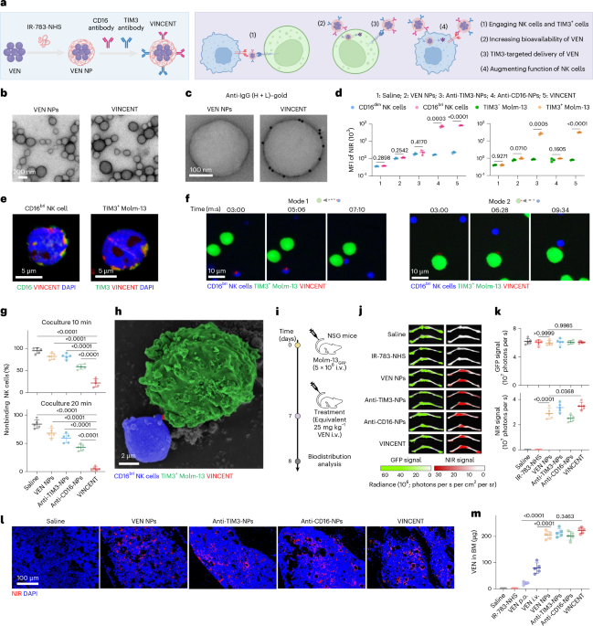 rababcancerfou1's tweet photo. TIM3-targeted delivery turns venetoclax into a dual weapon: overcomes drug resistance and reawakens NK cells against AML blasts in preclinical models. https://t.co/DkRFh7Nr8S