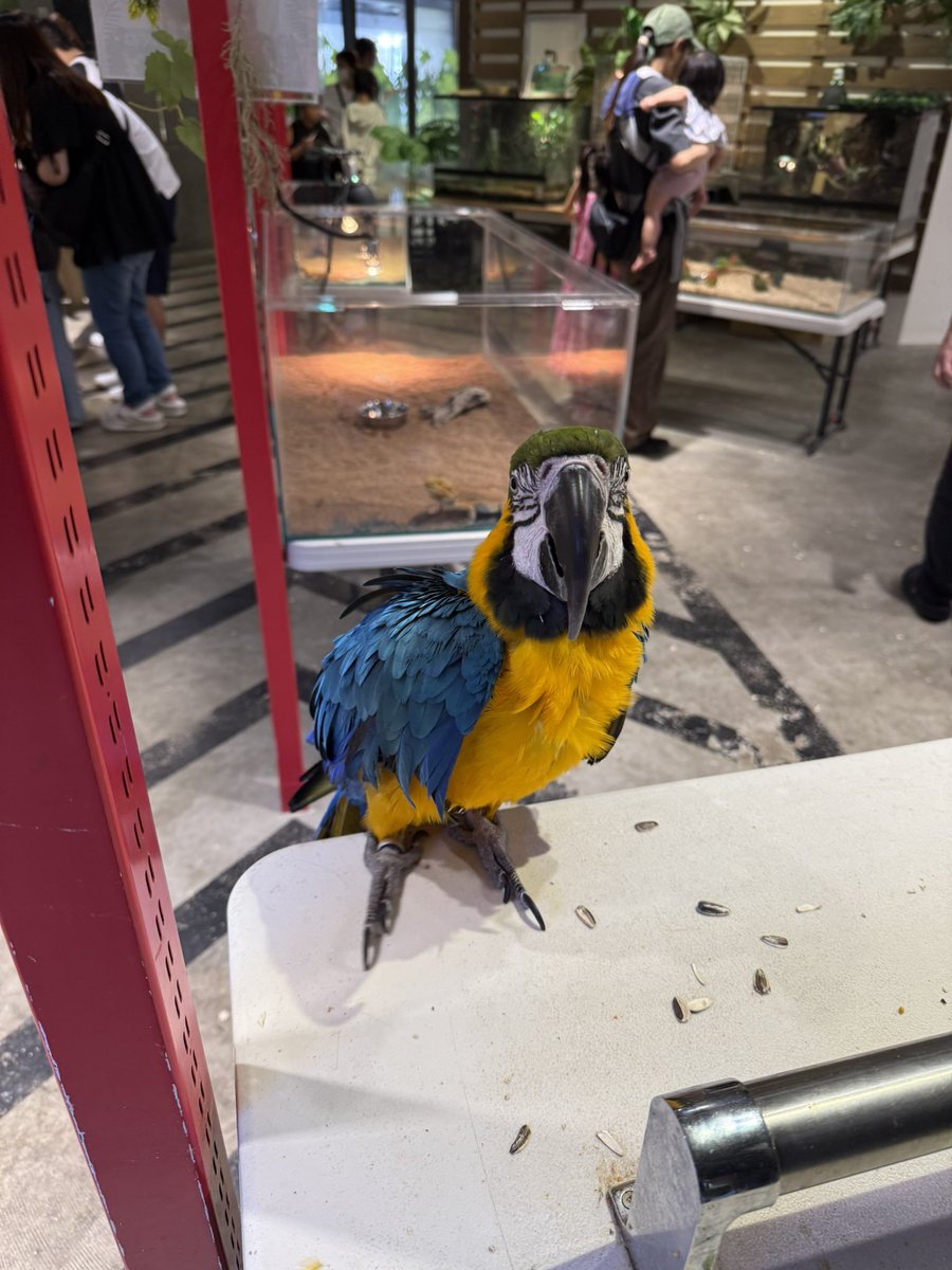 zino_progress's tweet photo. 触れ合い体験できる店『生き物探検隊』イグアナには手首ひっかかれ、小鳥には肩にう◯ちの洗礼、それでも楽しかった笑 https://t.co/x6BJl4GDMh