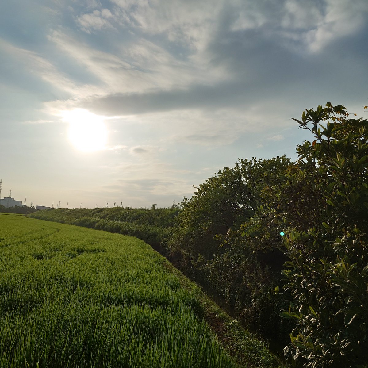 mame_jack_88's tweet photo. 日本全国で雨が降らないところと豪雨被害かハッキリと分かれてる

家庭菜園の夏野菜は今週の🌂予報次第で諦めよう🌱︙

焼畑して、管理にかけてリセットしようかな🌱 https://t.co/5ElPggLbF0