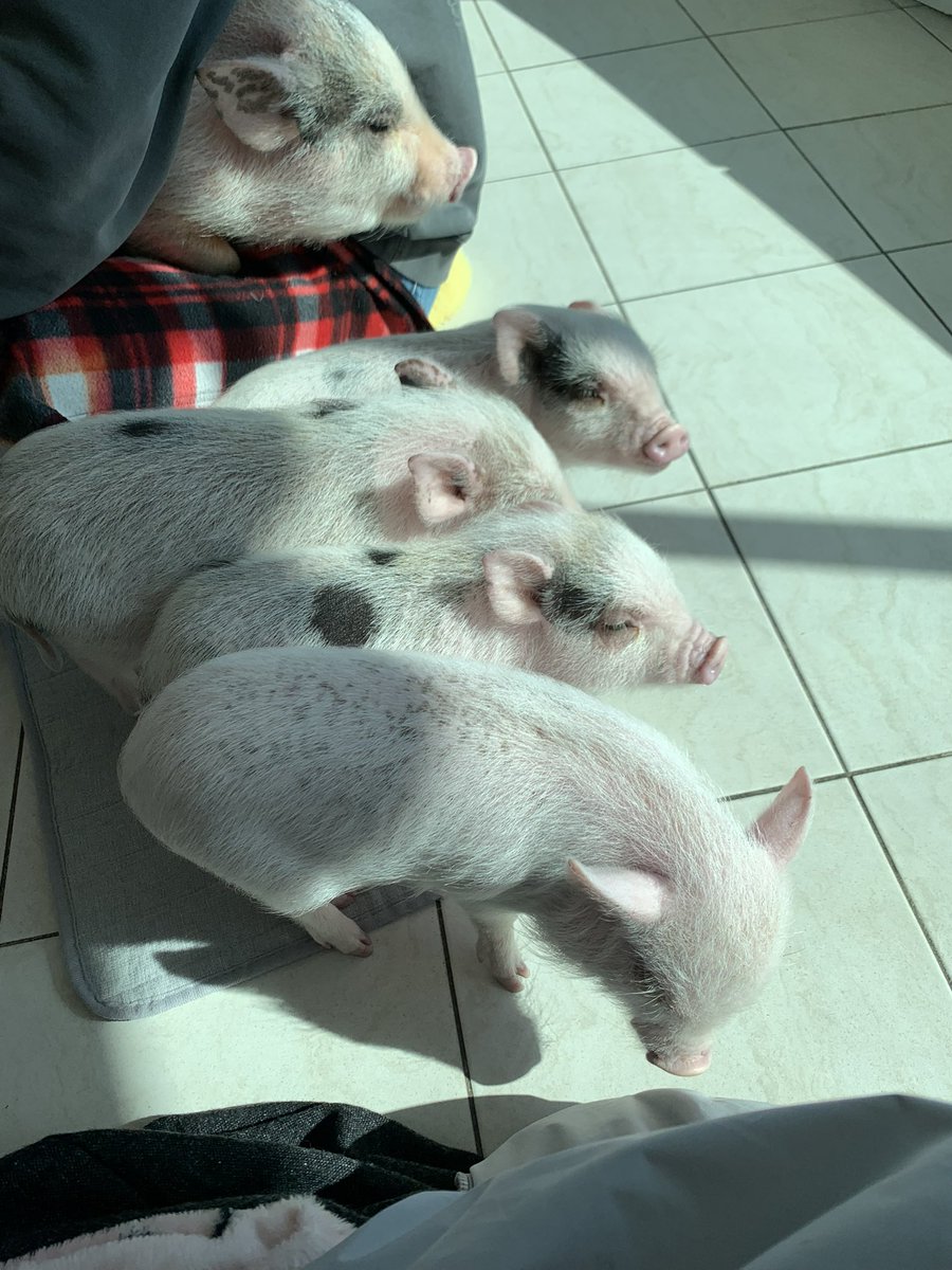 sooeeoo0's tweet photo. 돼징이 ~🐖💕💕  또 만나러 가고 싶다 https://t.co/hILBjFbLoD