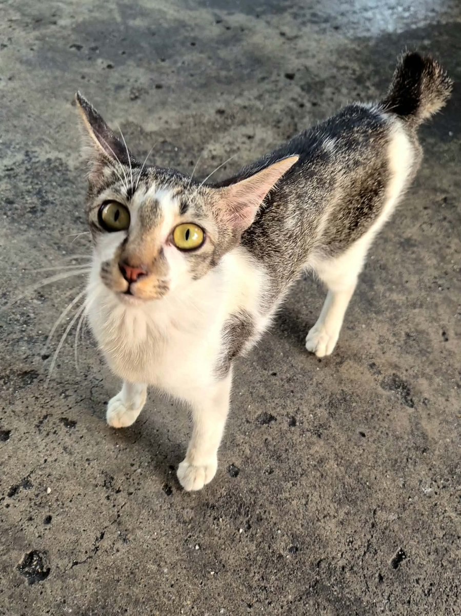 CatsterClub's tweet photo. 🏠 หาบ้านให้น้องแมว 🏠 (ฝากประกาศ)
สายพันธุ์ไทย อายุน่าจะ 2-3 ปี เพศเมีย

พิกัด ซอยจันทร์ 16 กทม.
คุณพัชราภรณ์ (คนที่เจอน้องล่าสุด) โทร 0944258242 

น้องมีอาการหายใจเร็วค่ะ ผอมเป็นมาตั้งแต่เราเจอ เม.ย.69 ค่ะ น้องอยู่ในพื้นที่เสี่ยงรถชน หมาไล่ คนตีค่ะ อยู่แบบหลบๆซ่อนๆ 

ใครสนใจรับดูแลติดต่อหาเจ้าของได้เลยนะคะ หรือ ช่วยกันรีกระจายข่าวก็ได้ค่า มาช่วยกันหาบ้านอันอบอุ่นให้น้องกันนะคะ