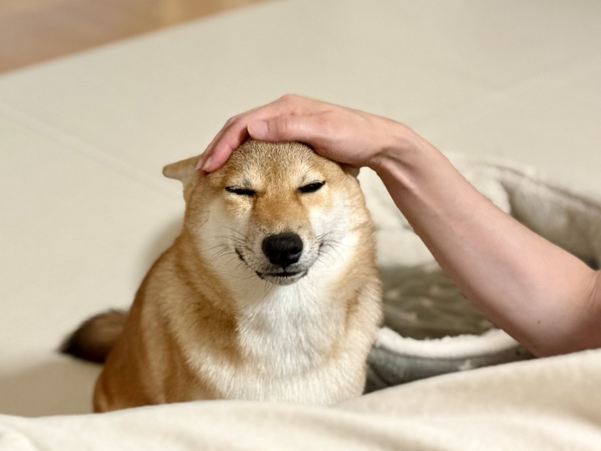 manabooooon95's tweet photo. みつ 6.8kg 5歳
つき 8.0kg 6ヶ月

月の体重が落ち着いたかな🤔

#豆柴 #柴犬 #多頭飼い #信州博翔荘 #遠州広瀬荘 https://t.co/DEE8JcY4oj