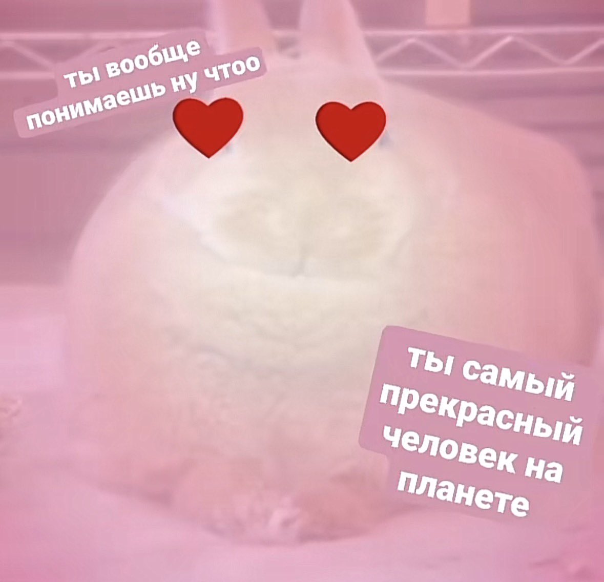 dinik264011's tweet photo. ❤���❤️❤️ как же мне нравится этот кролик https://t.co/rnsWwCX9EW