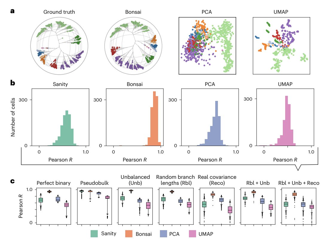 bravo_abad's tweet photo. UMAP makes useful pictures, but what structure does it destroy?

Daan H. de Groot and coauthors introduce Bonsai, a Bayesian method that represents high-dimensional data as a tree rather than forcing it into a conventional two-dimensional embedding.

The motivation comes from single-cell biology. Methods such as UMAP and t-SNE are extraordinarily useful for visual exploration, but their geometry is not a faithful representation of the original high-dimensional space. Local and global relationships can be distorted, and changing visualization parameters can change the apparent biological story.

Bonsai takes a different approach. Each cell is treated as a noisy point in high-dimensional gene-expression space, complete with uncertainty estimates. The method then reconstructs the maximum-likelihood tree connecting those points under a probabilistic model of how expression states can change.

Because a tree can always be drawn in two dimensions, visualization no longer requires projecting the data onto two artificial coordinates.

On synthetic benchmarks, Bonsai almost perfectly reconstructs structures that PCA and UMAP largely fail to recover. It also preserves cell-to-cell distances much more faithfully.

And the biological payoff is not only prettier visualization.

Applied to cord-blood single-cell data, Bonsai recovers established differentiation relationships and identifies an apparently previously undescribed subset of natural-killer cells associated with the myeloid rather than lymphoid lineage. The method also scales through a backbone implementation to datasets exceeding one million cells.

There is a broader scientific lesson here.

Dimensionality reduction is not a neutral preprocessing step. When ML changes the representation of scientific data, it can also change which hypotheses become visually plausible.

Paper: de Groot et al., Nature Biotechnology (2026), CC BY 4.0 | DOI: 10.1038/s41587-026-03220-2