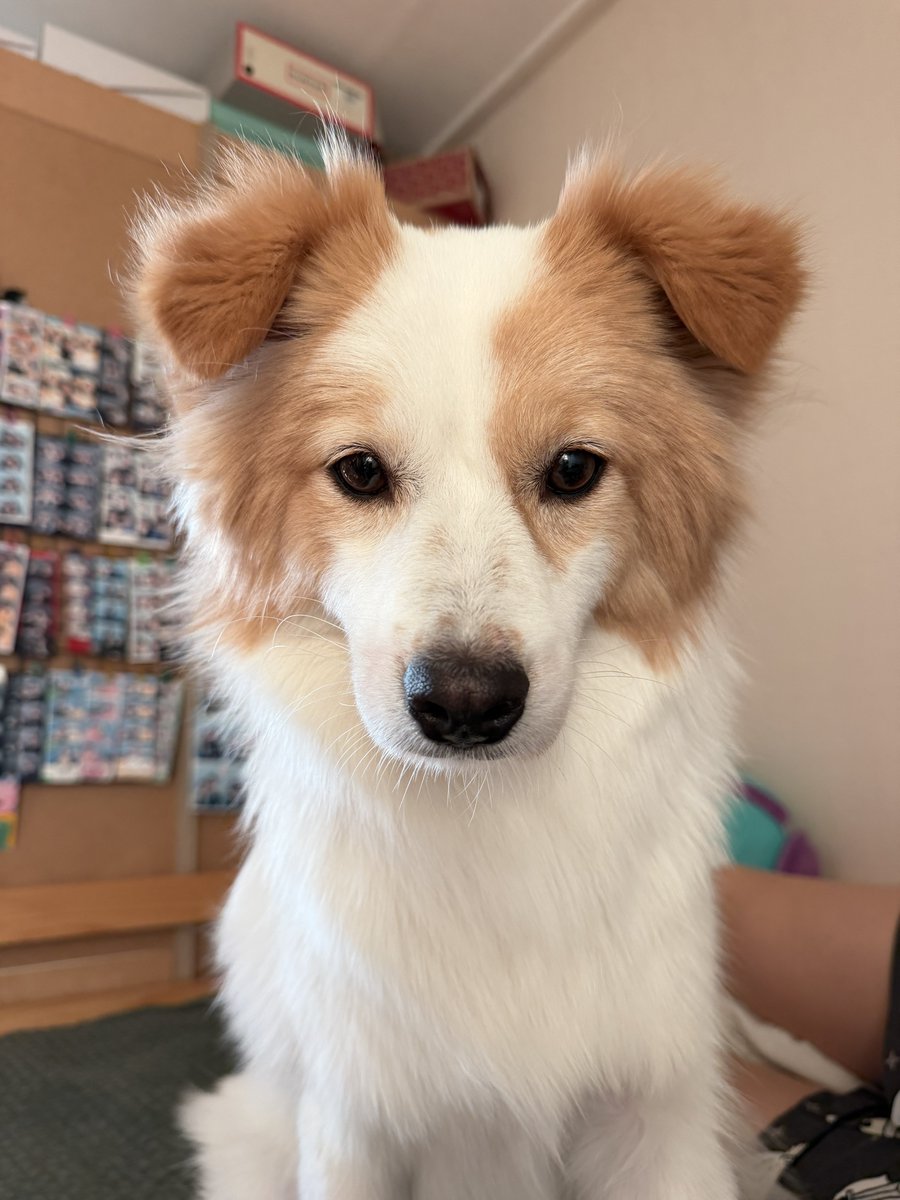 barleywheatling's tweet photo. staring competition go https://t.co/sGx9TEoITy