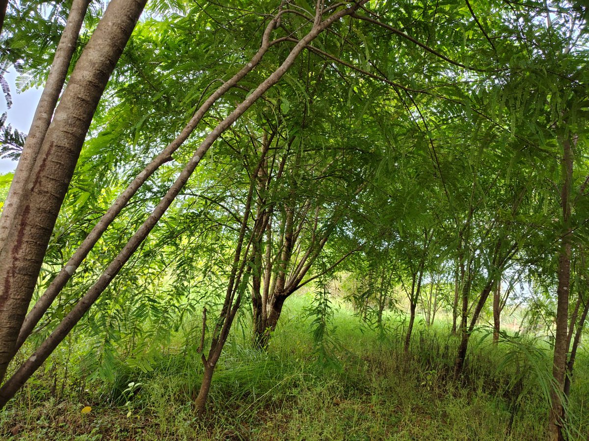 ExploreGadha's tweet photo. हनुमान धारा के ठीक समीप, गांव के शांत और हरे-भरे परिवेश में स्थित स्मृति वाटिका प्रकृति को करीब से महसूस करने का एक सुंदर अवसर देती है। 🌱💧
#TourismVillageGadhaKatra #Shankargadh #Prayagraj #SmritiVaatika #RuralTourism #VillageTourism #ExperienceUttarPradesh #ResponsibleTourism https://t.co/a90OWwcVaE