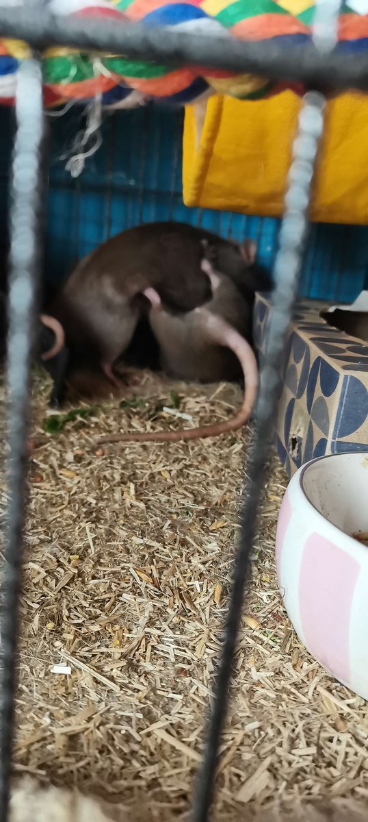 melonpupper's tweet photo. my rats be so freaky yo...
5 minutes later they were frenchkissing under the waterbottle... https://t.co/GFyZSm6cMO
