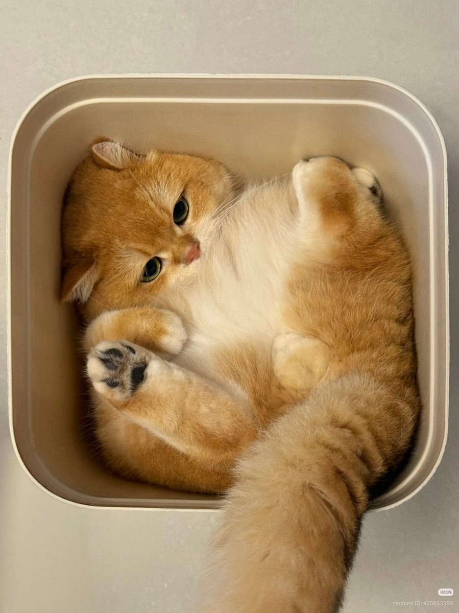 nocontextscats's tweet photo. Very comfortable https://t.co/3tOffHv8Ml