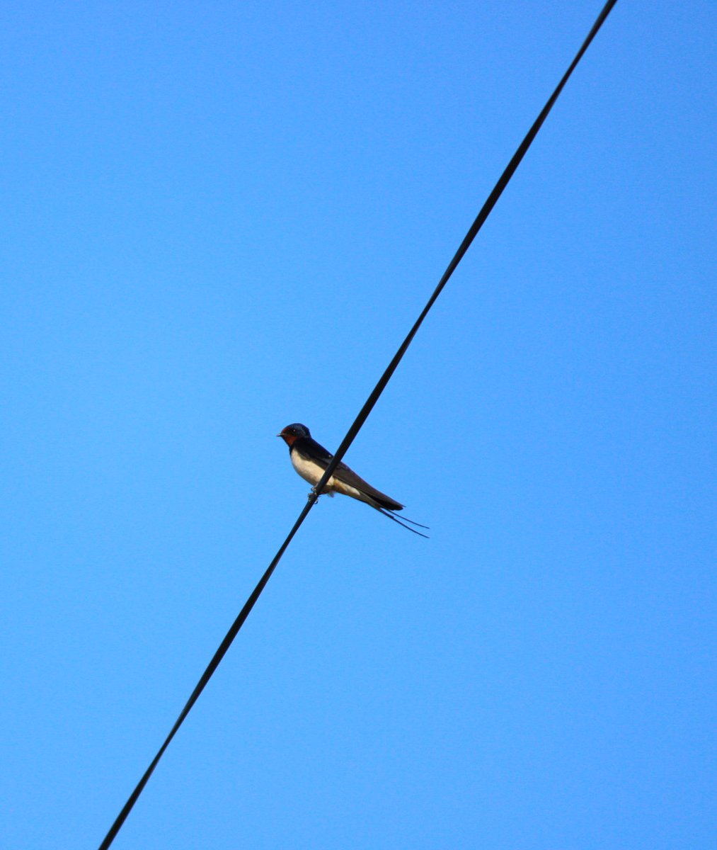 FlightandFlora's tweet photo. A dry August day in a few photos :D man i love birds https://t.co/9avbbnAsVg