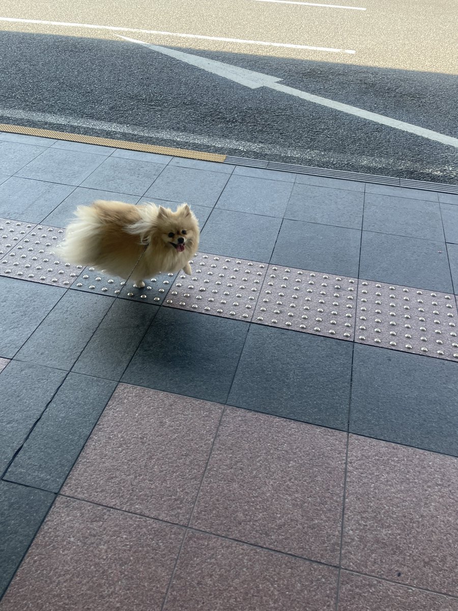 chikuwa1225_'s tweet photo. いつ見ても筋斗雲︎︎☁𓂃𓈒𓏸 https://t.co/bXl5H0XgwV