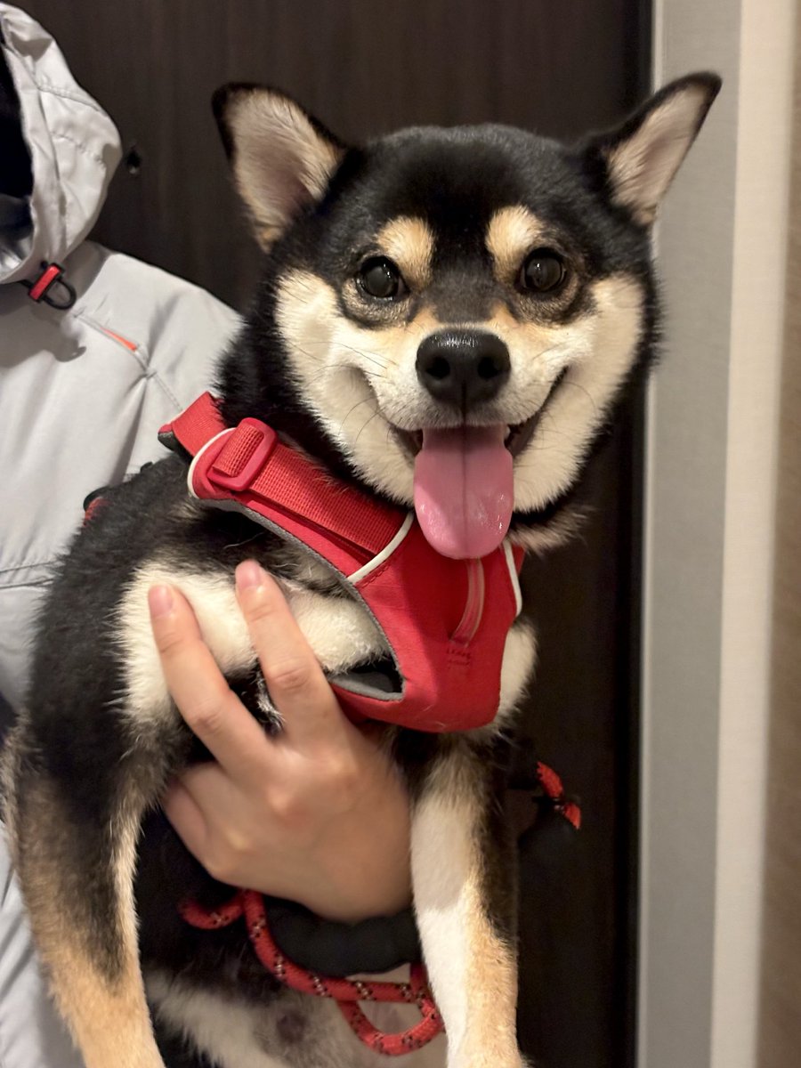 pateraHANA's tweet photo. 昨日の失敗から学びを得て、
今日は100点満点の散歩ができたいぬ https://t.co/bIbNaB5yxm