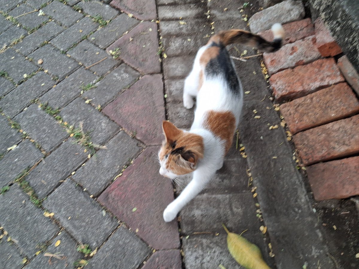 koiimorebi's tweet photo. feeding and petting stray cats are my favorite activities ever. capeknya jadi hilang kalau ketemu meong lucu-lucu ngalem minta makan. :] ♡ https://t.co/izy2qlRVOs