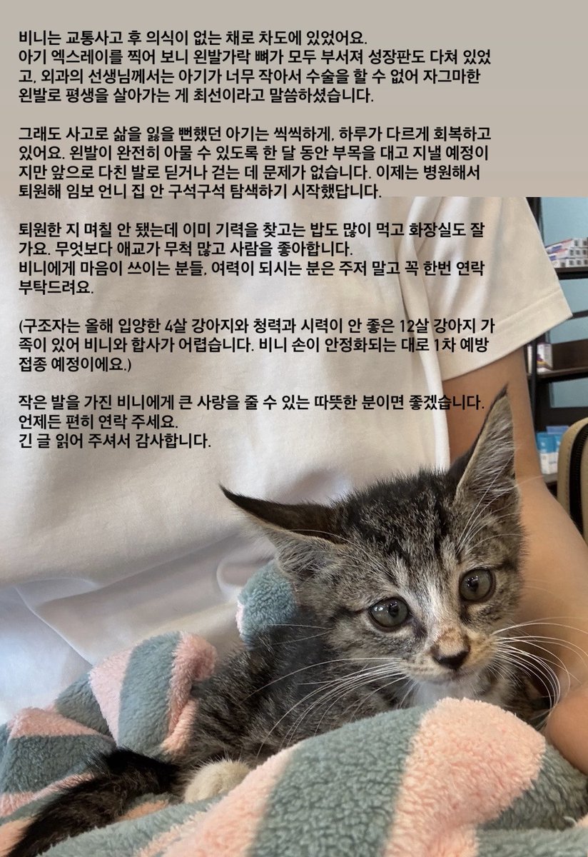 2_jeong2's tweet photo. 친구가 다친 아기 고양이를 구조해 평생 가족을 찾습니다!
연락 주시면 임보자와 연결해드리겠습니다.

작은 발을 가진 비니에게 큰 사랑을 줄 수 있는 따뜻한 분이면 좋겠습니다. 언제든 편히 연락 주세요.
긴 글 읽어 주셔서 감사합니다. https://t.co/6IlYIaxU4D