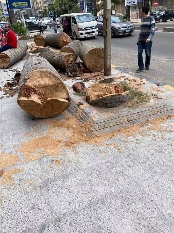 Gehan95779417's tweet photo. سيبوا الشجر يضلل علينا وعلي مخلوقات ربنا الغلبانه
  حتي الشجر خلعوته من مكانه 
  ايه الهدف من تجريده
  حتي الشجر !
  جردتوا الشوارع من اللون الأخضر  
 وحولتوا كل شيء لصامت ميت
  مين الزفت اللي واخد قرار يخلينا عالاسفلت https://t.co/wWQoQW8v2V