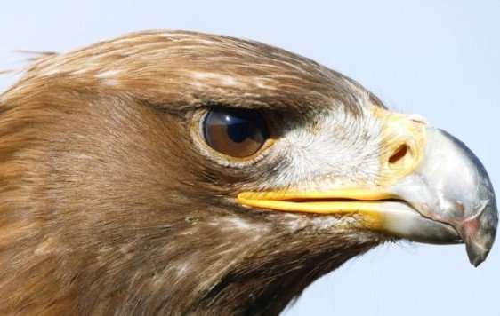 CibiLatercdkq's tweet photo. Look like an Eagle❤️❤️❤️❤️❤️ https://t.co/IdT7zhiKMG