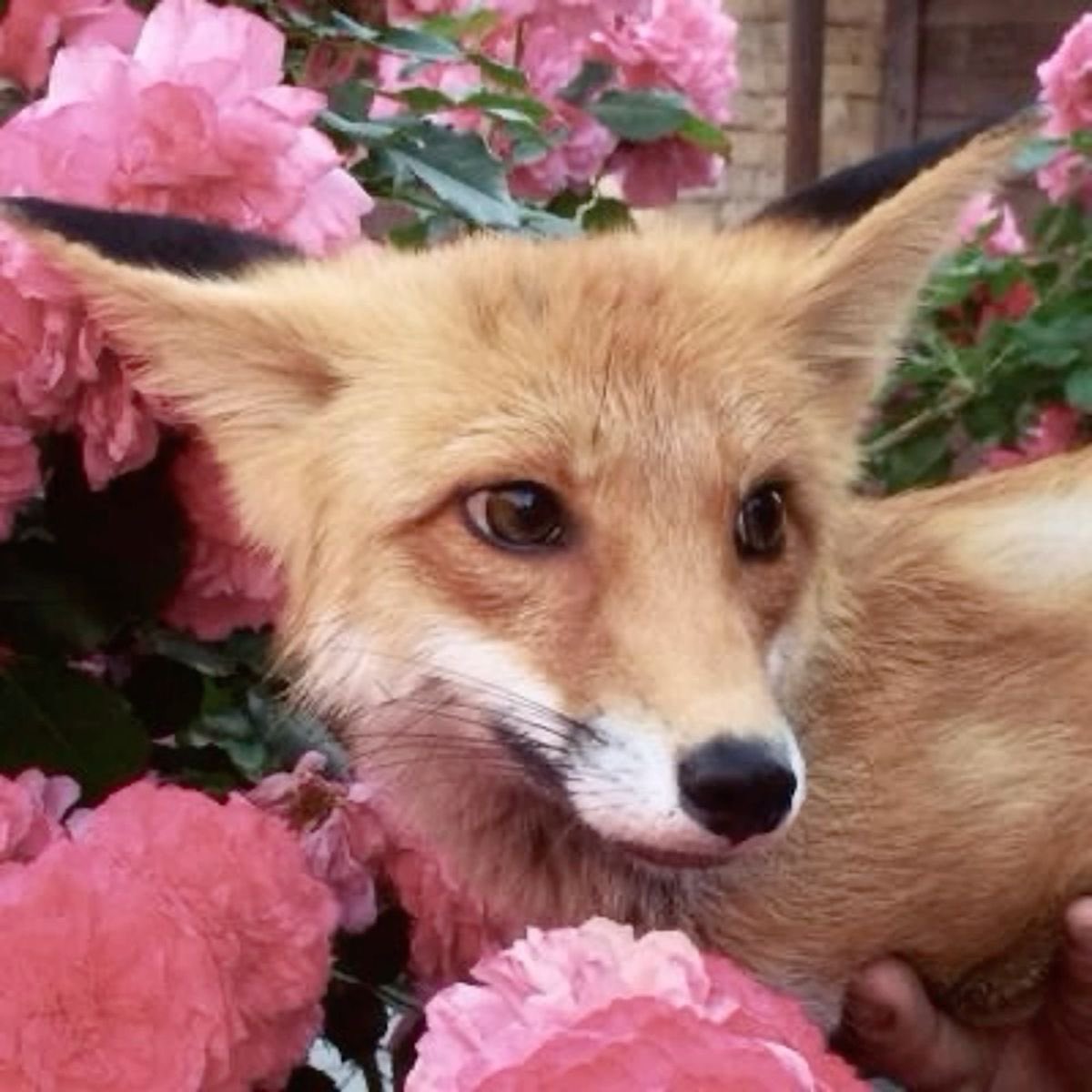 maeve_afterdark's tweet photo. ˙✧˖°🦊 ༘ ⋆｡˚ mae’s pinned! •°🌸․𓃦․•

⟢ 26
⟢ sub/switch
⟢ friendly fox spirit 
⟢ sapphic 
⟢ newish to nsfw
⟢ cozy streamer 🪵
⟢ likes: gaming, books, kpop, mcu, whimsy 𑁤

♡/↻ for moots (selective) .ᐟ mdni

꒰১ https://t.co/qRfyhO3IyG ໒꒱ https://t.co/x7XHie3wf6