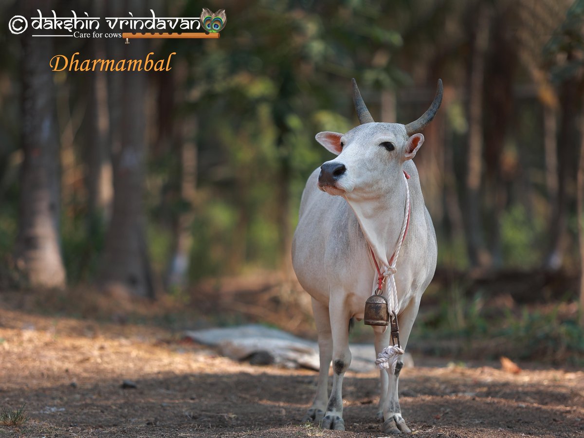 daksinvrindavan's tweet photo. Sweet Dharmambal lives a content and dignified life in our gausadan today!

All thanks to Savitri ji who saved her life and her anonymous well-wisher who adopted her in memory of her late grandmother whose love for cows was unwavering and sacred. https://t.co/dge3gSPNlK