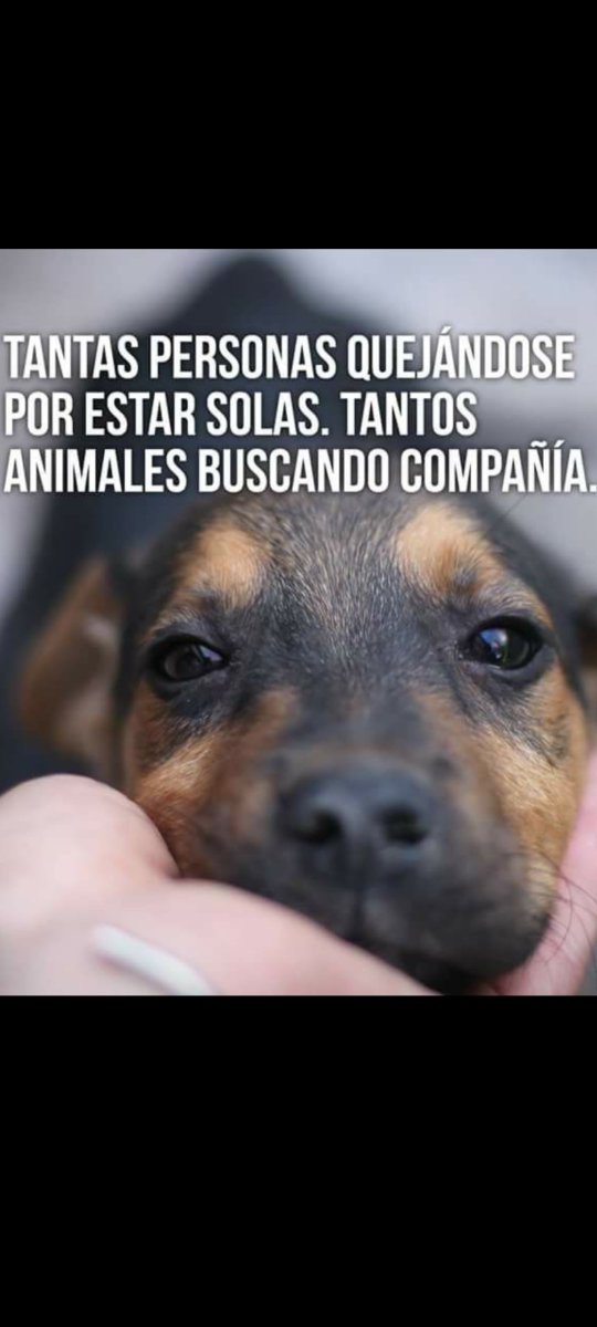 Luisgranate3's tweet photo. No compres adopta, salva una vida! ❤️🤗🤗 https://t.co/77RPmauTAv