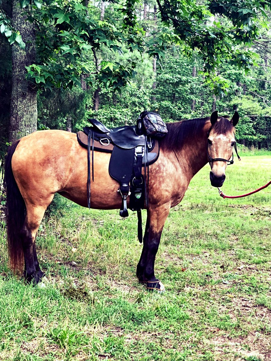 DavidHowarkz6j's tweet photo. @Dabrou200 @JimEspy Keep safe.  My girl - Kaylie is from the Salts Well Creek herd. https://t.co/bDjT1hnyAZ