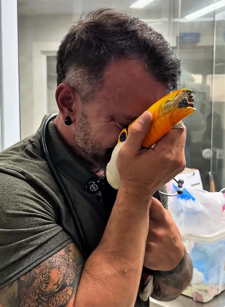 EnsedeCiencia's tweet photo. 🐦 Quindim, un pequeño tucán rescatado, sufrió una grave lesión en el pico. Especialistas lograron reconstruirlo con una prótesis creada mediante impresión 3D y el resultado fue increíble: volvió a comer por sí solo. ❤️ https://t.co/jRiBeKoc7k