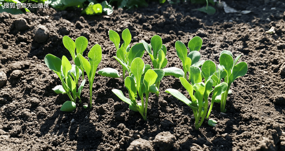 proalixz's tweet photo. [Want to try a new hobby this month Start with 10 minutes of daily plant watering and observation – it’s calming and helps you grow something!] https://t.co/DkZ9IxjFwc