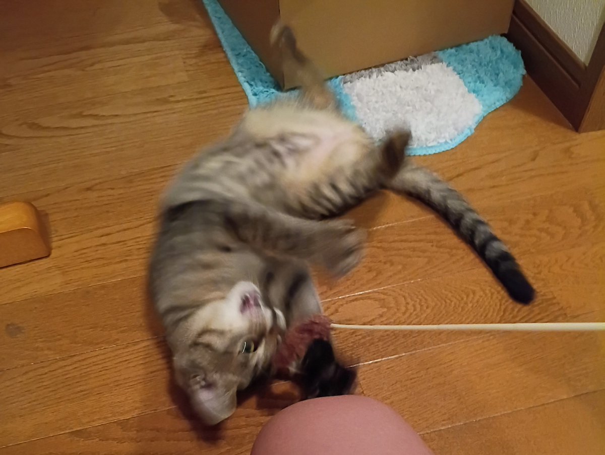 konekonomu's tweet photo. 8/15
出会った時からだいぶ大きくなった😺
だいぶ息子にも慣れてきた😺
遊んでもらいたいらしく、猫じゃらしをくわえて息子の膝に置いたらしい😺
最初は怖がってリビングに入れなかったのに、もう家中大運動会😺 https://t.co/INr4m5tZk6