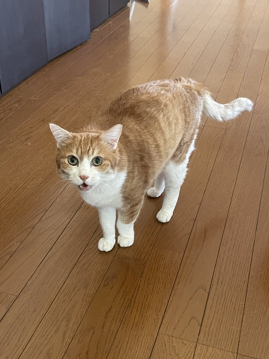 f77_osamu's tweet photo. 地元だし、仕事での許認可もあるから、あんまり言いたくなかったけど。
埼玉県警‼️大丈夫なのか‼️
さいたま市緑区の煽り運転通報、通報者も摘発するけどそれでもいいのね⁉️発言‼️
浦和東警察署とか。
岩槻の踏切事故では！
防犯カメラや、その他カメラから後車シエンタの煽り運転明らかなのに、精査した？してないだろ？いきなり殺人未遂？
知らんぞ‼️桶川ストーカー殺人事件以上のスキャンダルになりかねないぞ！
JAFさんも、当該社員に、早々に変な処分するなよ！
これはおかしいよ‼️本当に！