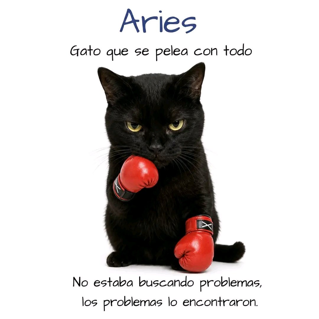 Tiofelino's tweet photo. ¿Cuál de estos gatitos serías según tu signo zodiacal? (Hilo) 🐱🐾 https://t.co/fc4sQifnzX