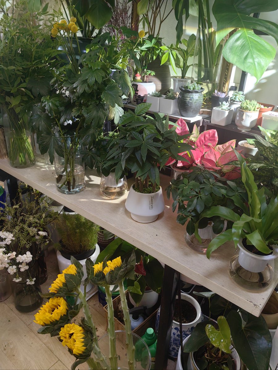 MiNkND1's tweet photo. Just swapped my 9-to-5 desk job for a tiny balcony garden u0026 weekend farmers market runs—turning small, quiet joys into my new daily routine! https://t.co/qKDWqN62Aa