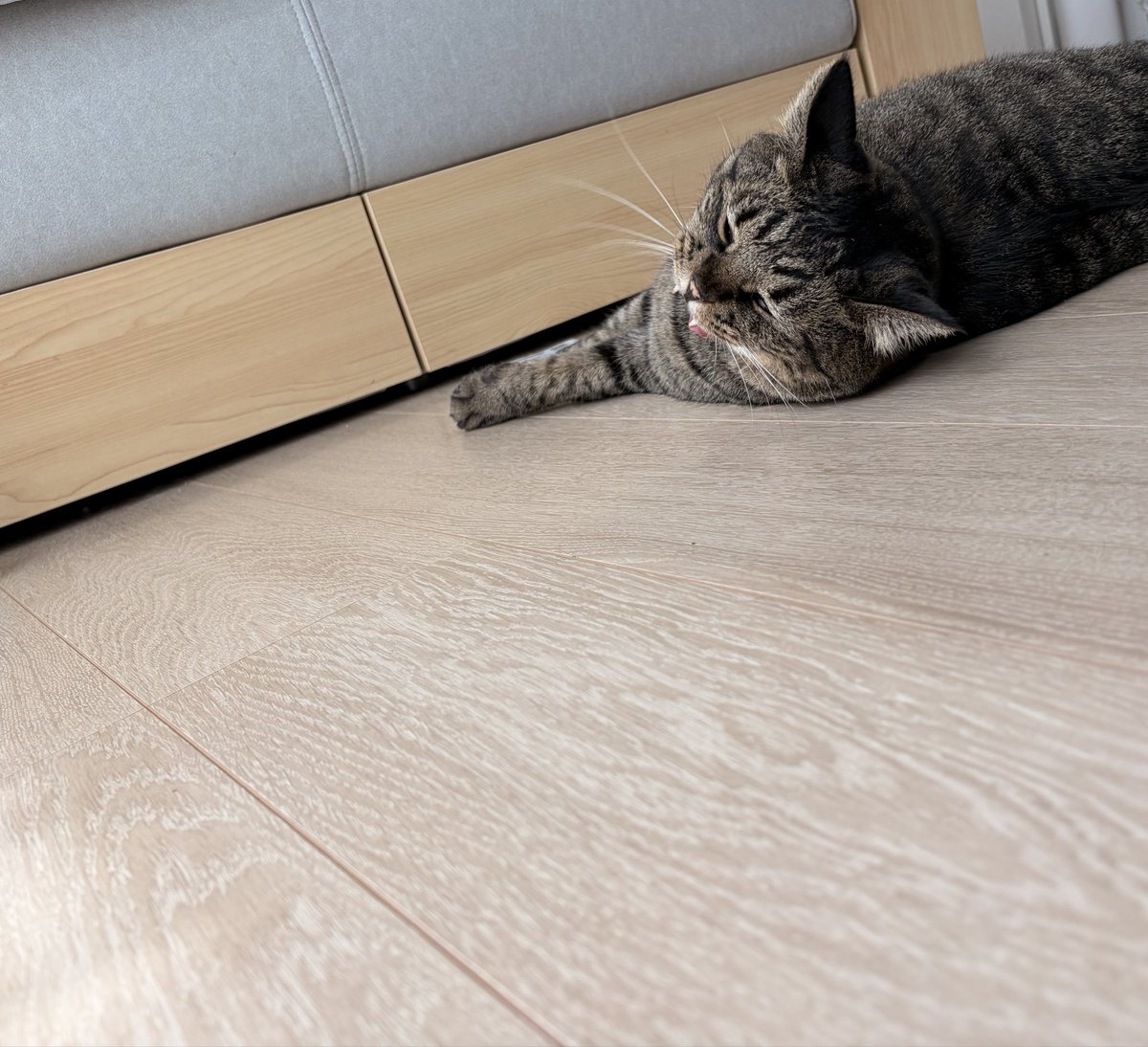 lightmoon8226's tweet photo. すんごく、だら〜んとしてたのに
カメラに気付くと「キリッ」とするニャンコがものすごく愛おしい…親バカですけど

本当にこの子らのお陰でオキシトシンが大量分泌されてる気がする🧠
それなのに、他所のアニマル動画もつい見てしまうんですよね… https://t.co/484L92pwAP