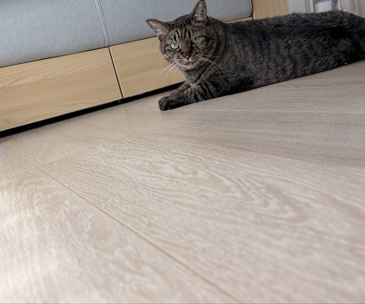 lightmoon8226's tweet photo. すんごく、だら〜んとしてたのに
カメラに気付くと「キリッ」とするニャンコがものすごく愛おしい…親バカですけど

本当にこの子らのお陰でオキシトシンが大量分泌されてる気がする🧠
それなのに、他所のアニマル動画もつい見てしまうんですよね… https://t.co/484L92pwAP